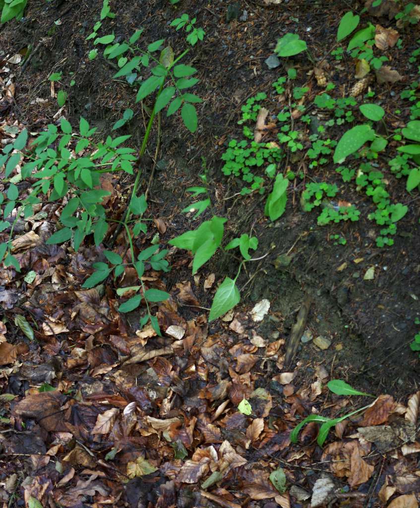 IMGP0501-1024.jpg
