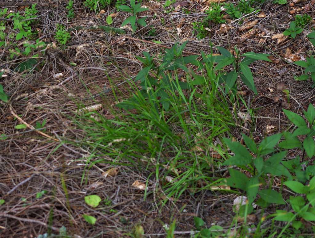 IMGP0531-1024.jpg