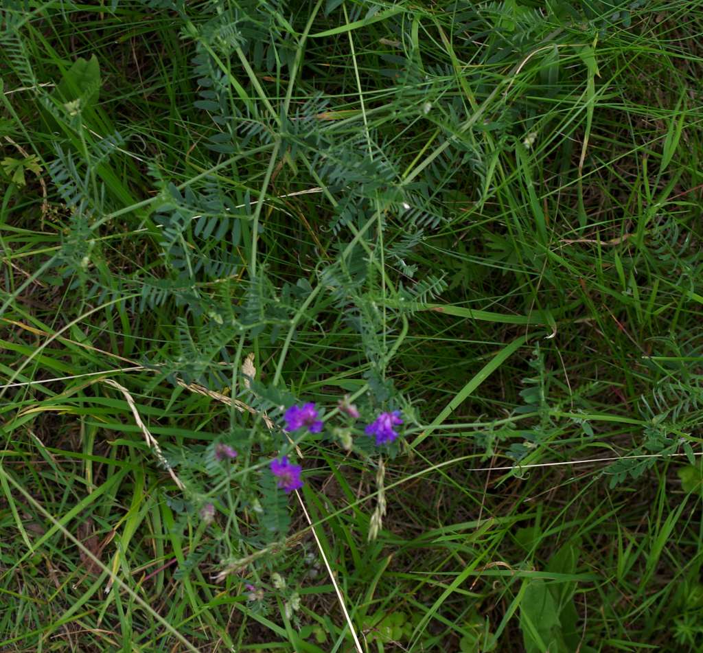 IMGP0552-1024.jpg