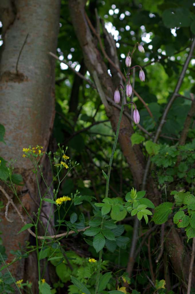 IMGP0560-1024.jpg