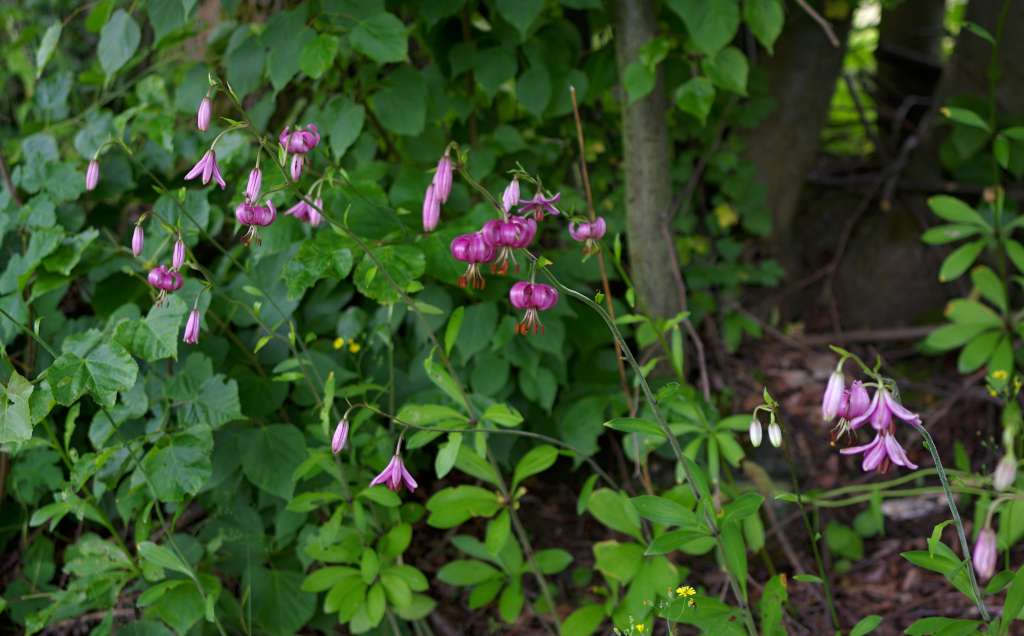 IMGP0561-1024.jpg