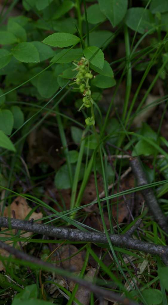 IMGP0593-1024.jpg