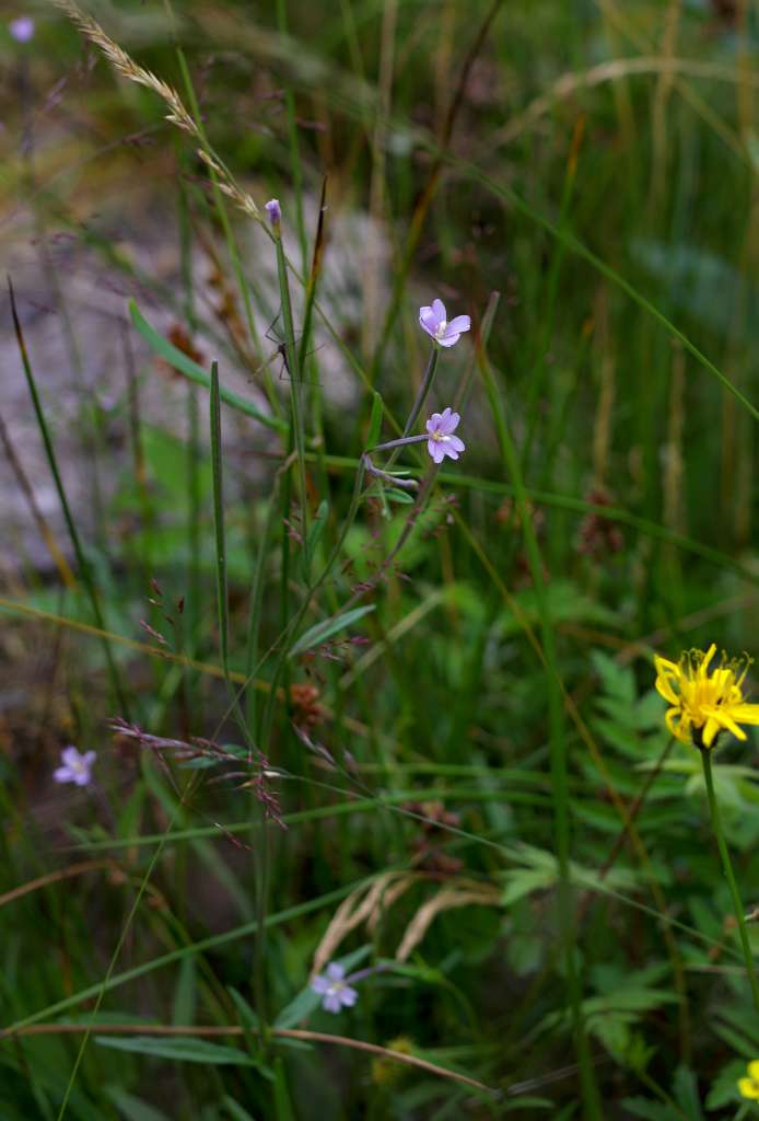IMGP0654-1024.jpg