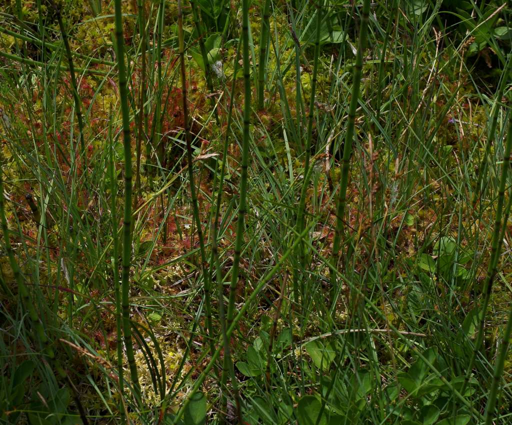 IMGP0683-1024.jpg