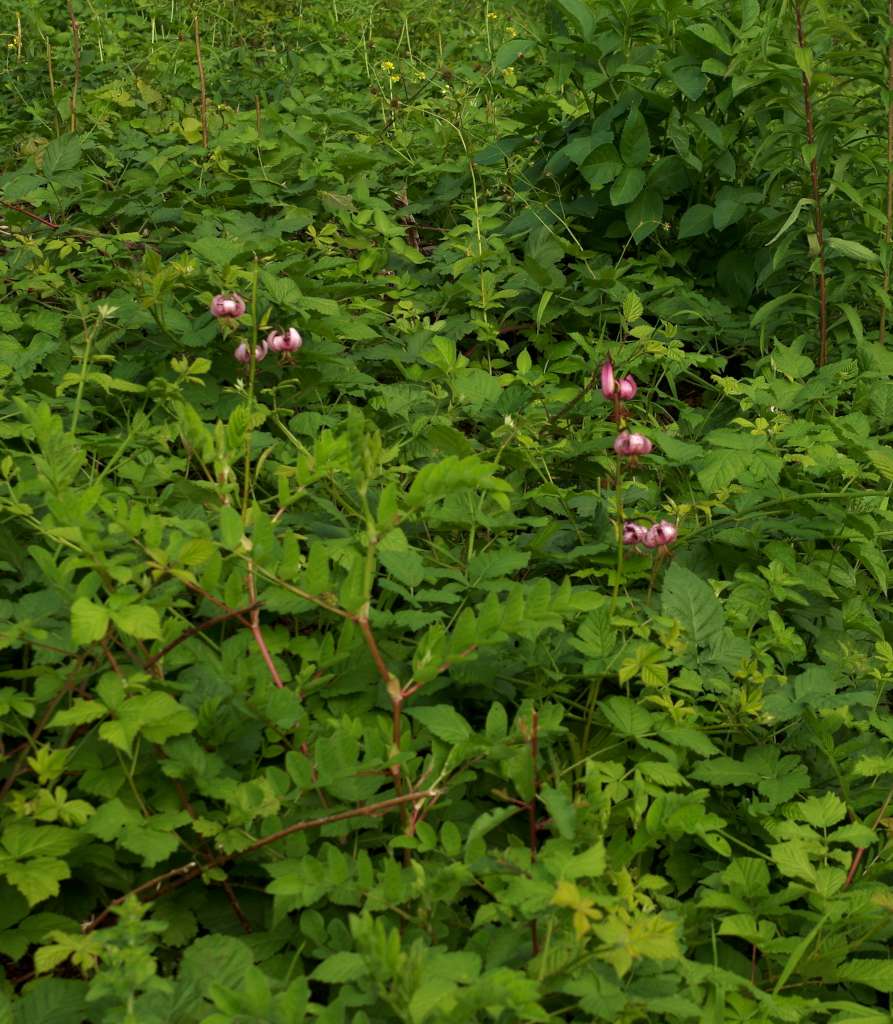 IMGP9102-1024.jpg