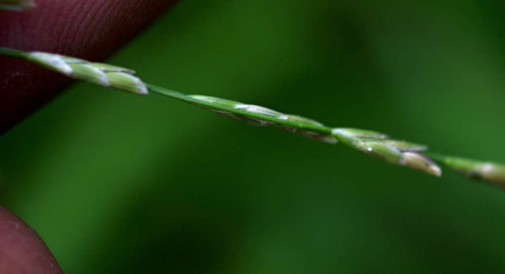 IMGP1214-1024.jpg