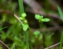 IMGP1170-1024.jpg