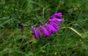 IMGP1174-1024.jpg
