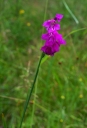 IMGP1175-1024.jpg