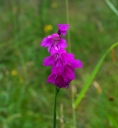 IMGP1177-1024.jpg