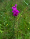 IMGP1178-1024.jpg