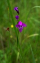 IMGP1179-1024.jpg