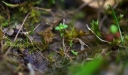 IMGP1181-1024.jpg