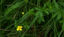 IMGP1184-1024.jpg
