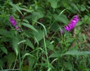 IMGP1187-1024.jpg