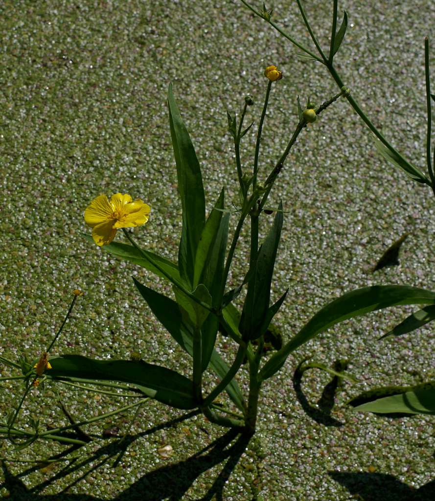 IMGP1390-1024.jpg