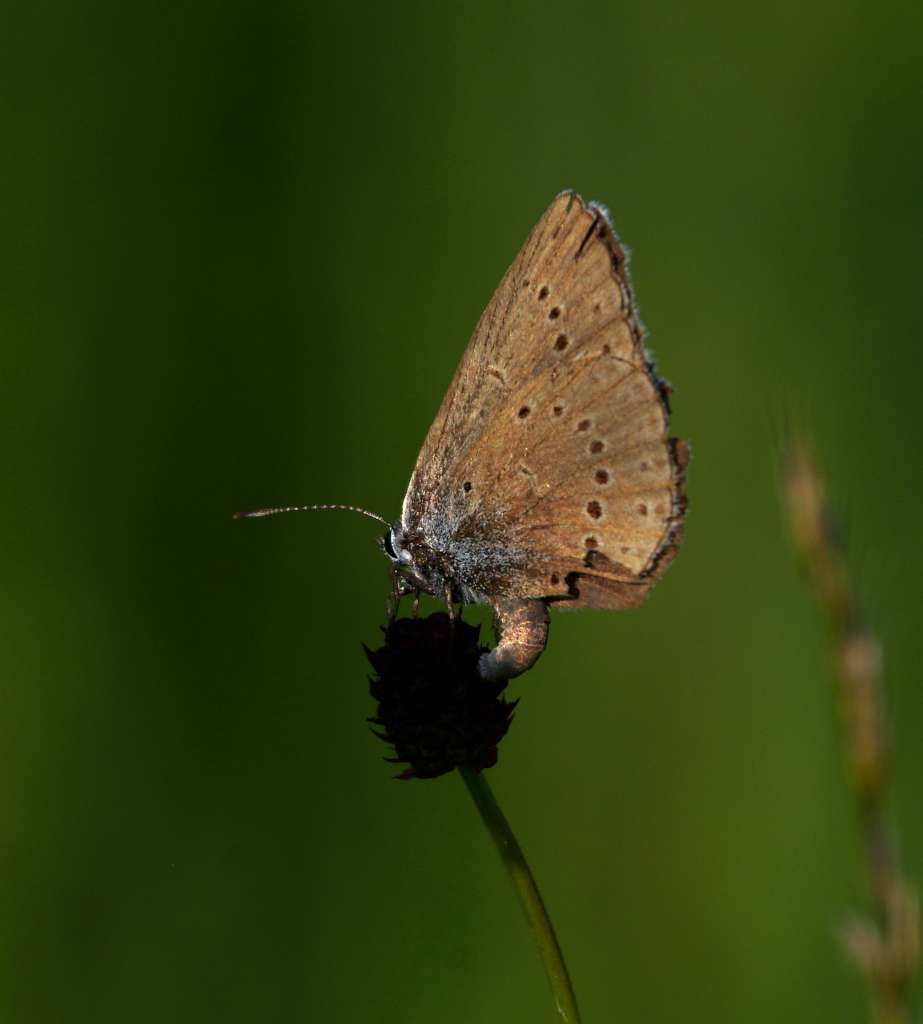 IMGP1501-1024.jpg