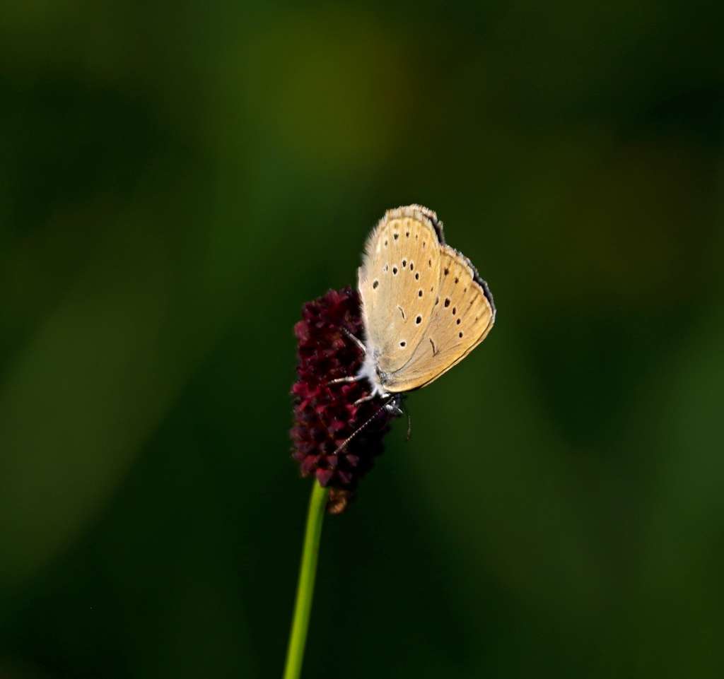IMGP1514-1024.jpg