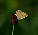IMGP1515-1024.jpg