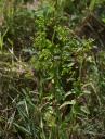 IMGP2362-1024.jpg