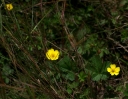IMGP2375-1024.jpg