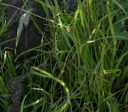 IMGP2400-1024.jpg