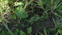 IMGP2408-1024.jpg