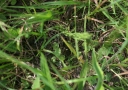 IMGP2431-1024.jpg