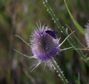 IMGP2438-1024.jpg