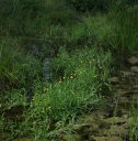 IMGP2441-1024.jpg