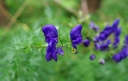 IMGP2443-1024.jpg