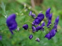 IMGP2444-1024.jpg