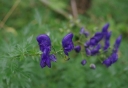 IMGP2446-1024.jpg
