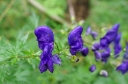 IMGP2447-1024.jpg