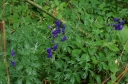 IMGP2453-1024.jpg