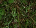 IMGP2517-1024.jpg