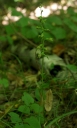 IMGP2212-1024.jpg