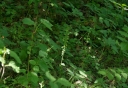IMGP2246-1024.jpg