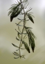 IMGP2260-1024.jpg