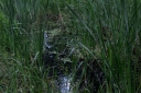 IMGP2293-1024.jpg