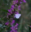 IMGP2296-1024.jpg