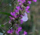 IMGP2297-1024.jpg