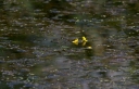IMGP2304-1024.jpg