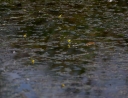 IMGP2307-1024.jpg