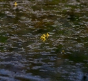 IMGP2308-1024.jpg