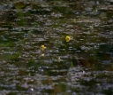 IMGP2309-1024.jpg