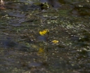 IMGP2316-1024.jpg