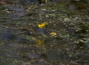 IMGP2317-1024.jpg