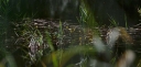IMGP2326-1024.jpg