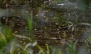IMGP2328-1024.jpg